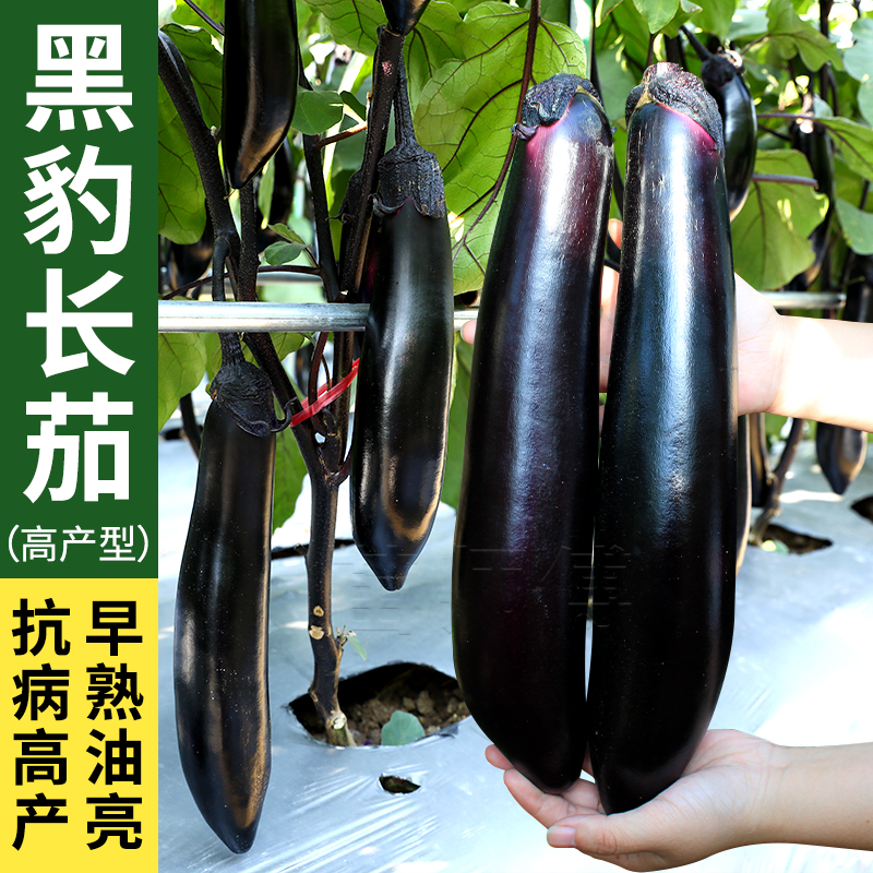 黑豹高产长茄种子种籽嫁接苗秧孑