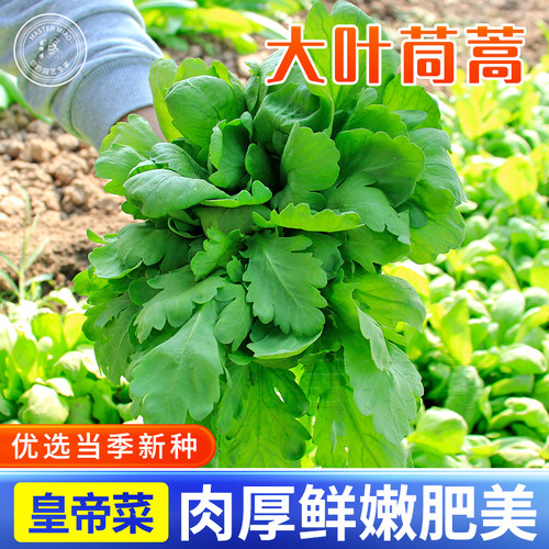 大叶小叶茼蒿种子青菜种籽皇帝菜蔬菜秋冬冬季四季种孑菜籽菜种 - 封面