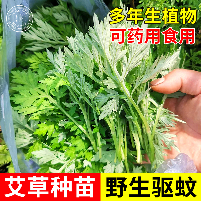 艾草艾叶种籽艾蒿草种子驱蚊草药用食用盆栽阳台种植香草籽种籽孑-封面