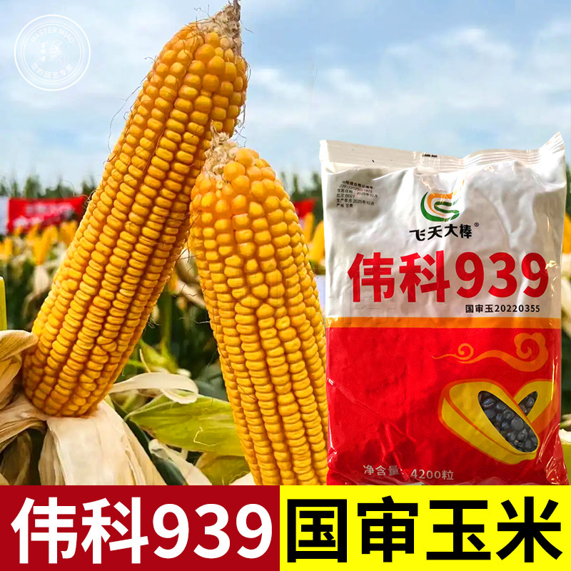 伟科939玉米种子种籽大田高产早熟国审杂交饲料玉米种孑新品种