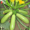 高产早熟阳台四季 西葫芦种子 茭瓜 西葫芦苗 盆栽蔬菜种苗孑 种籽