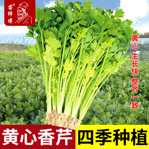 四季白骨黄心芹菜种子种籽籽种小香芹秧苗秋季蔬菜菜籽种孑根苗