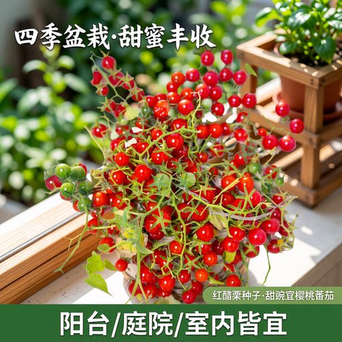 红醋栗种子甜豌豆樱桃迷你小番茄四季盆栽西红柿籽孑蔬菜苗秧苗