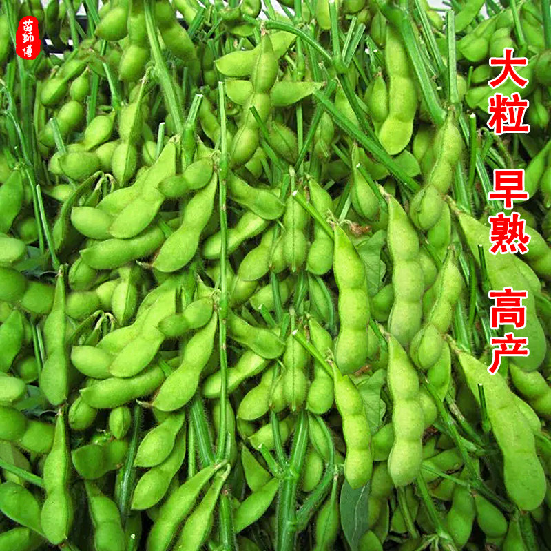 毛豆种子种籽大豆黄豆种子鲜食大粒早熟特高产早四季阳台蔬菜种孑