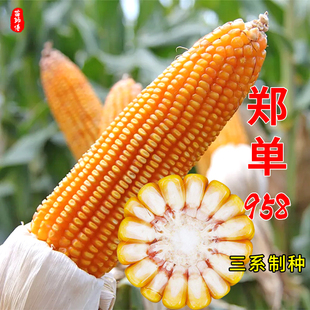 郑单958玉米种籽种子高产大田早熟特大杂交饲料玉米种孑老品种