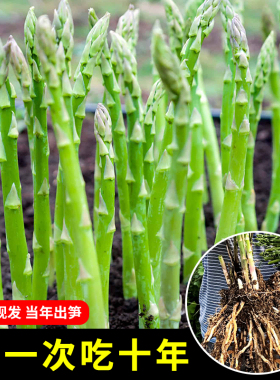 美国鹰牌绿芦笋种子种籽苗根紫色激情四季种植高产盆栽蔬菜种苗孑
