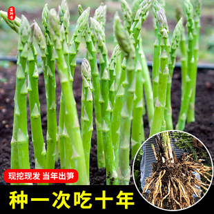 美国鹰牌绿芦笋种子种籽苗根紫色激情四季 种植高产盆栽蔬菜种苗孑