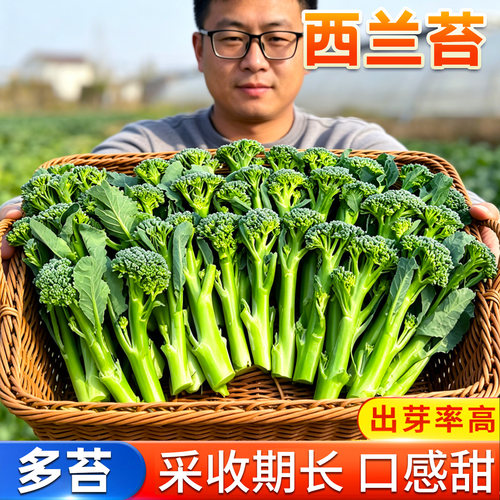 西兰苔芦笋四季蔬菜苗