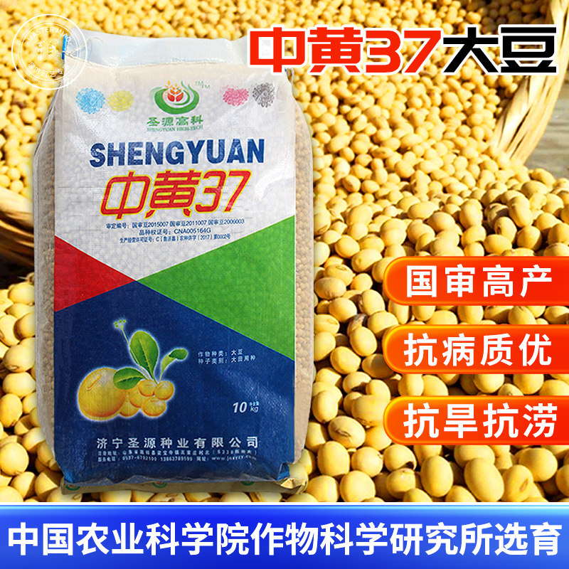 中黄37/39/13大豆黄豆种子籽孑大粒高产抗病抗倒伏国审基地大田