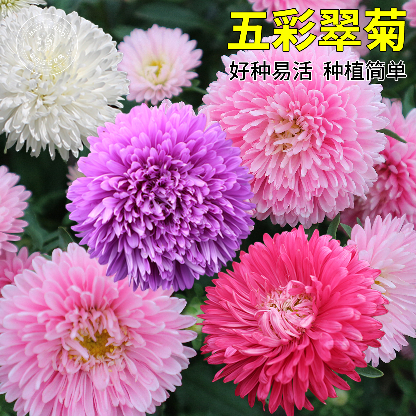 混色翠菊耐热阳台除虫盆栽菊花籽