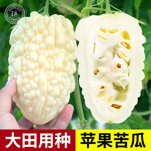 蔬菜台湾春季盆栽苦瓜种子