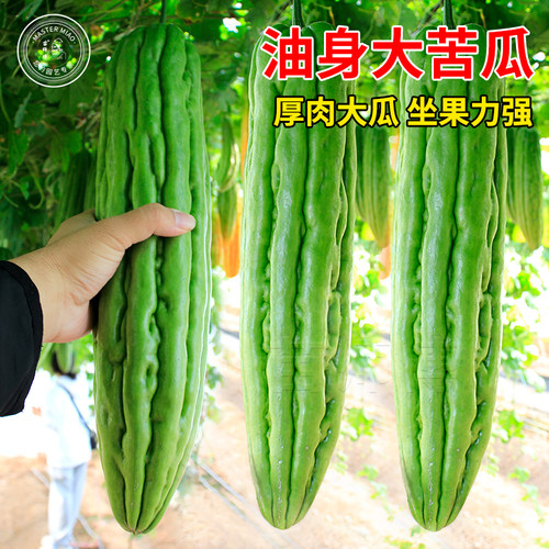 正源杂交油身苦瓜种子特大美宝苦瓜种籽油绿春季四季蔬菜苗孑 - 封面