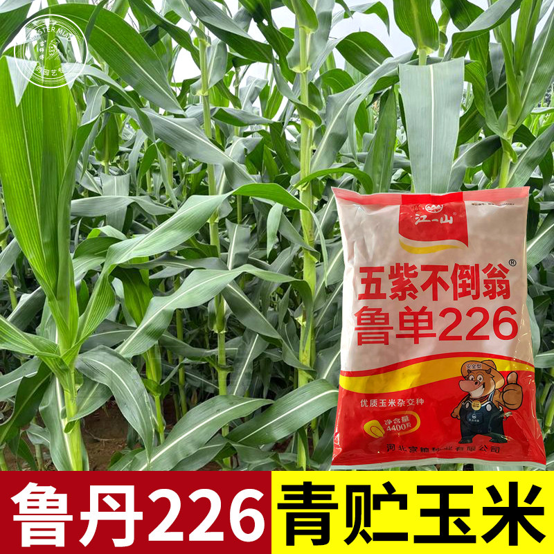 鲁单226玉米种子种籽鲁审大田高产杂交青贮饲料玉米种孑新品种