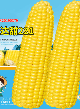 超甜早熟水果黄玉米种籽子秧苗黄色粘黏香甜糯四季大田杂交高产