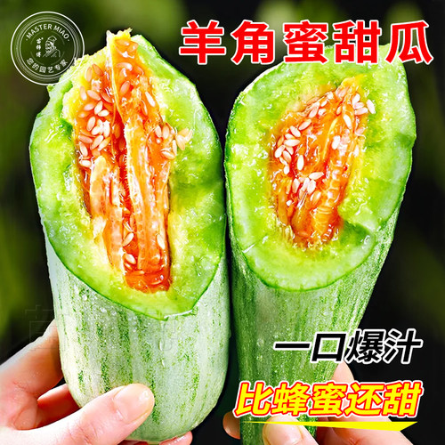 羊角酥高糖甜瓜种子高产超甜