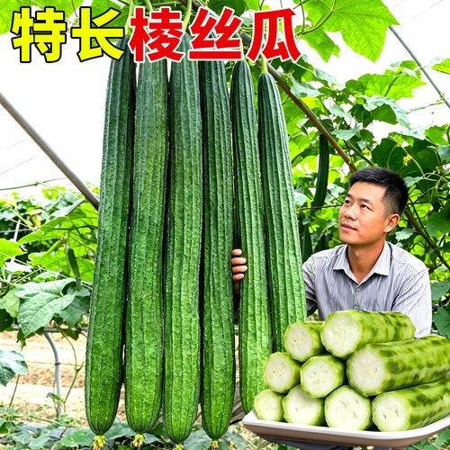 特长棱丝瓜种子八角丝瓜苗肉丝瓜苗秧盆栽四季蔬菜种孑子菜种籽苗