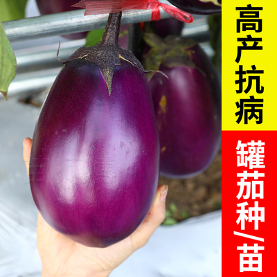 紫罐茄特大牛心茄农家盆栽高产