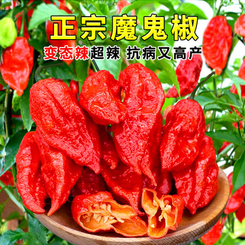 印度魔鬼椒辣椒种子超辣龙息辣椒