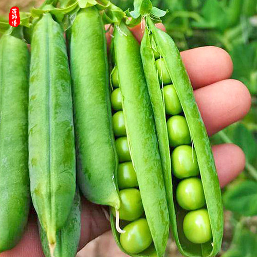 甜豌豆种子种籽甜脆豌豆苗种碗豌豆种甜豆四季豆长寿豆仁荚水果 - 封面
