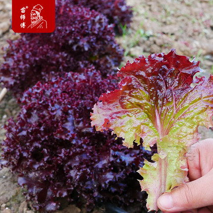 紫生菜种子孑大全特红皱叶沙拉生菜苗秧四季青菜种籽南方阳台盆栽