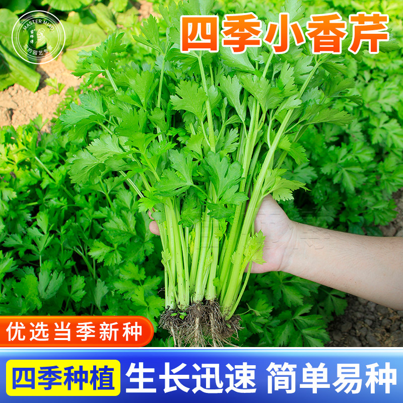 四季小香芹芹菜种子种籽籽种西芹菜秧苗春季菜籽盆栽蔬菜幼苗孑,鲜花速递/花卉仿真/绿植园艺,家庭园艺种子,淘宝优惠券,粉丝福利购,淘宝优惠卷