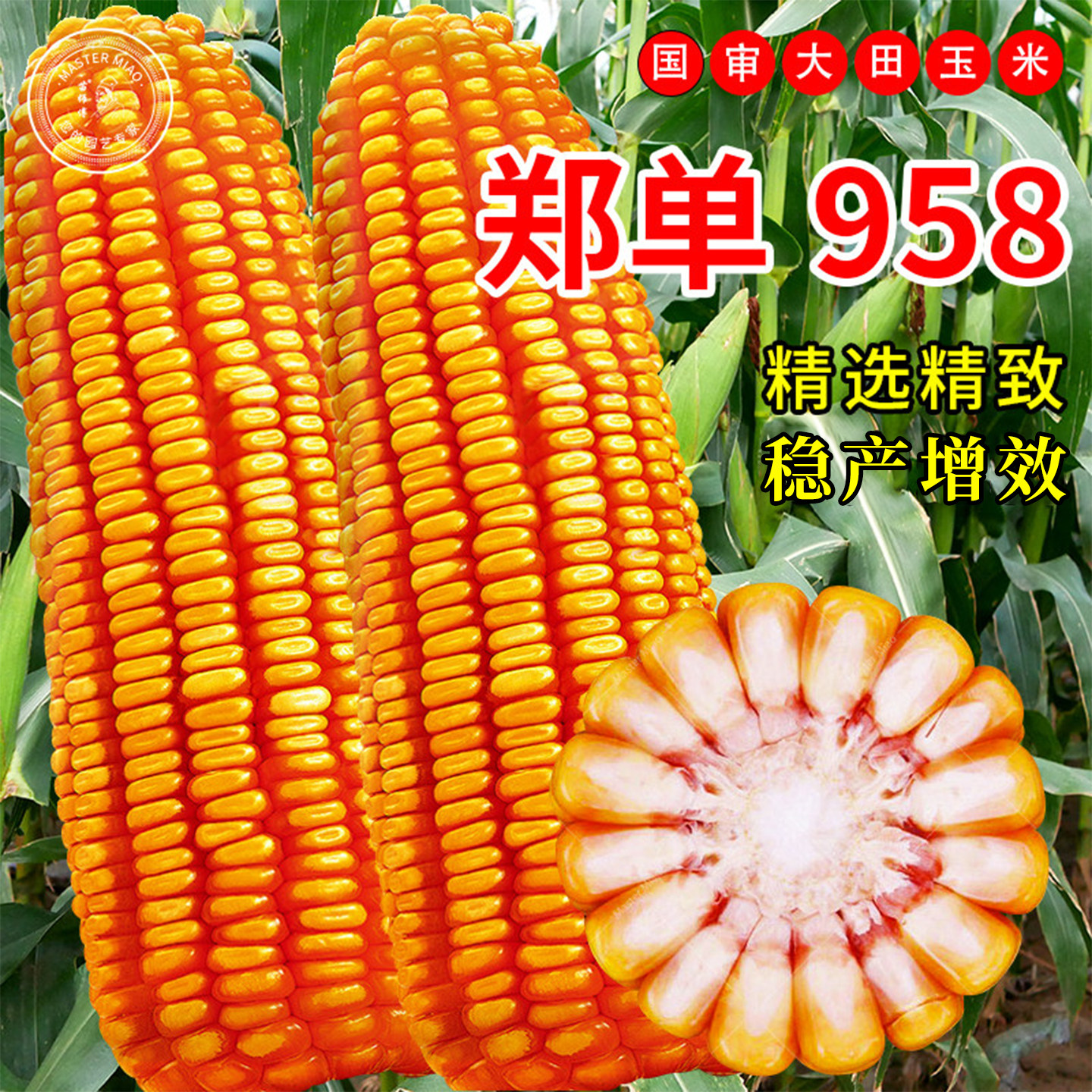 郑单958玉米种籽种子国审优质大田早熟特大杂交饲料孑老品种秋播