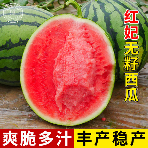 无籽南方特大巨型西瓜种子