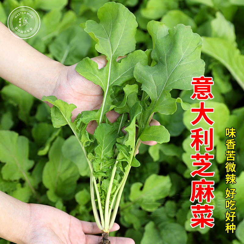 意大利芝麻菜做沙拉阳台盆栽四季