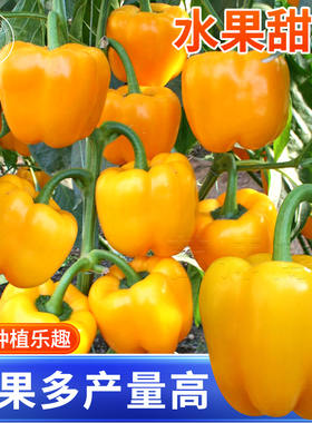 黄色水果甜椒种子红青椒方椒种籽辣椒彩椒春季盆栽南方蔬菜苗秧孑