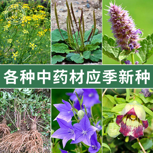 各种应季新中药材种子桔梗当归藿香党参柴胡中草药籽种四季蔬菜孑