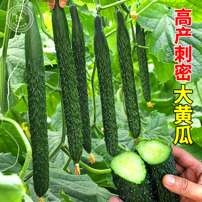强雌大黄瓜种子种籽苗大全水果嫁接秧苗籽种春季秋季盆栽蔬菜苗孑