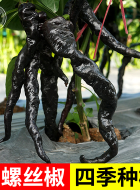 黑紫色螺丝椒尖椒麻椒泡椒辣椒种子种籽四季盆栽蔬菜苗孑秧苗高产