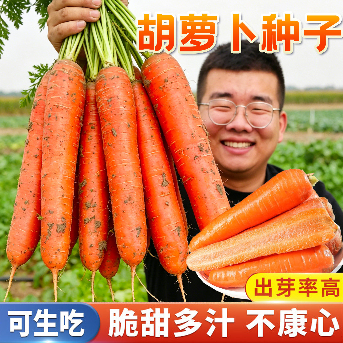 红水果萝卜种籽胡萝卜种子紫色黄胡罗卜种老品种四季蔬菜孑菜籽子