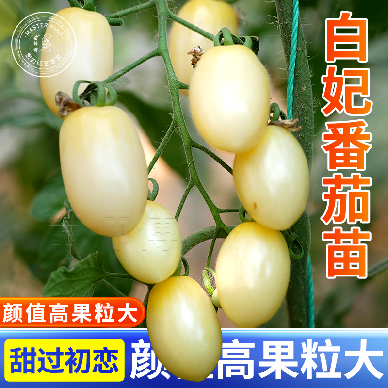 白妃圣女果番茄苗白珍珠瀑布西红柿樱桃番茄种子春秋四季盆栽苗秧
