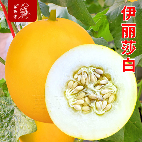 伊丽莎白3号甜香瓜早熟四季黄皮