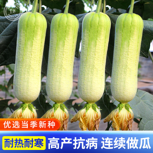 白皮白丝瓜种子白玉肉丝瓜种籽早熟高产春季四季农家蔬菜种孑口感 - 封面