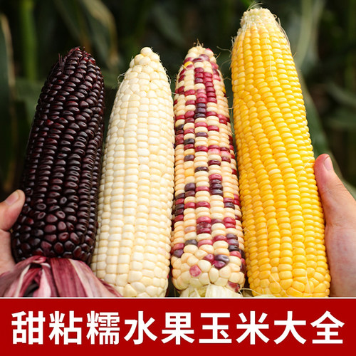 甜糯高产黏糯米玉米种子种籽粘