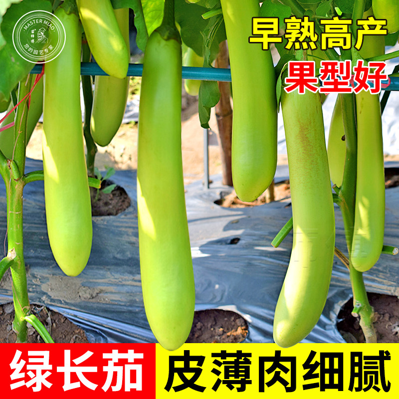 绿长茄茄子种子绿冠线蔬菜苗