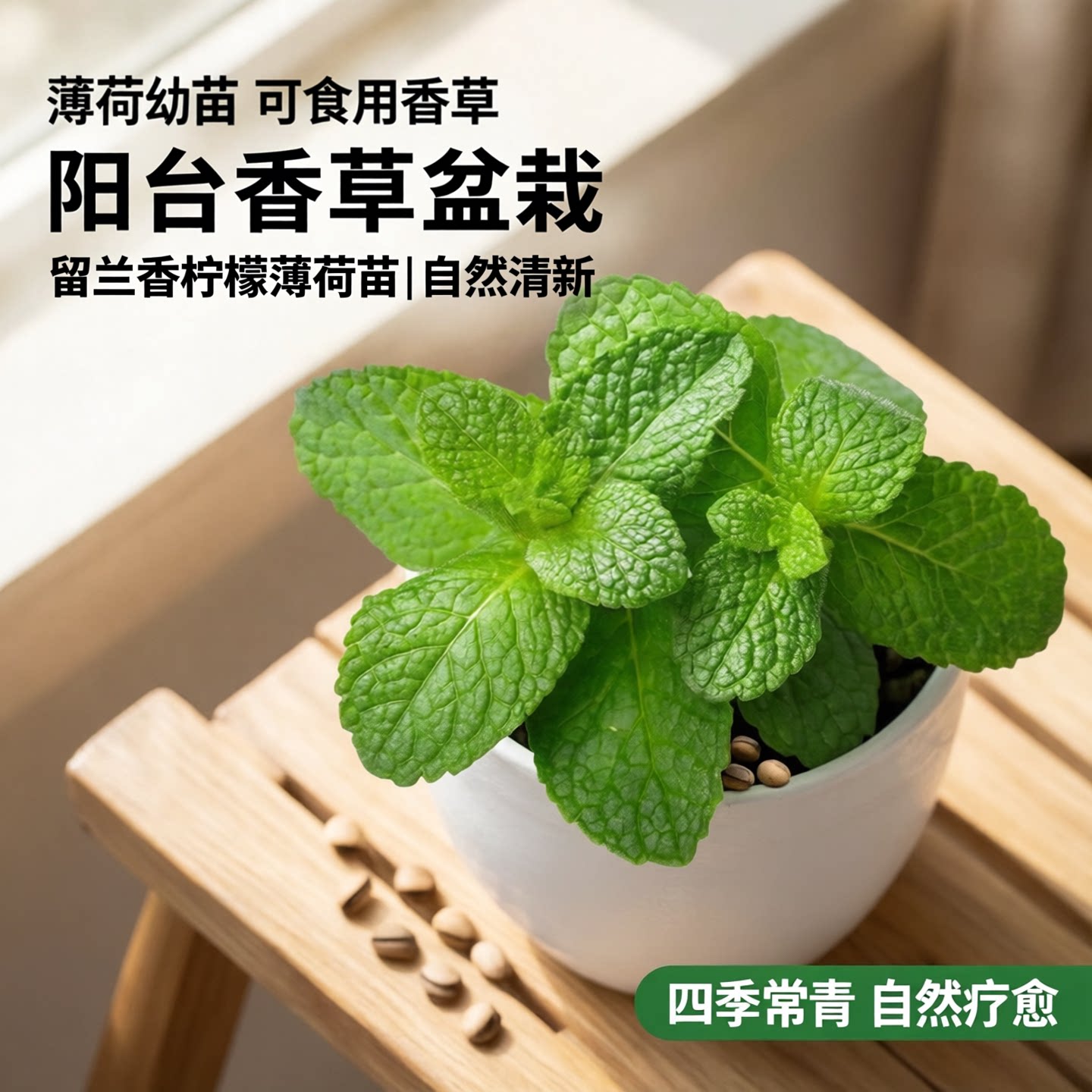 薄荷种子留兰香柠檬阳台盆栽图片