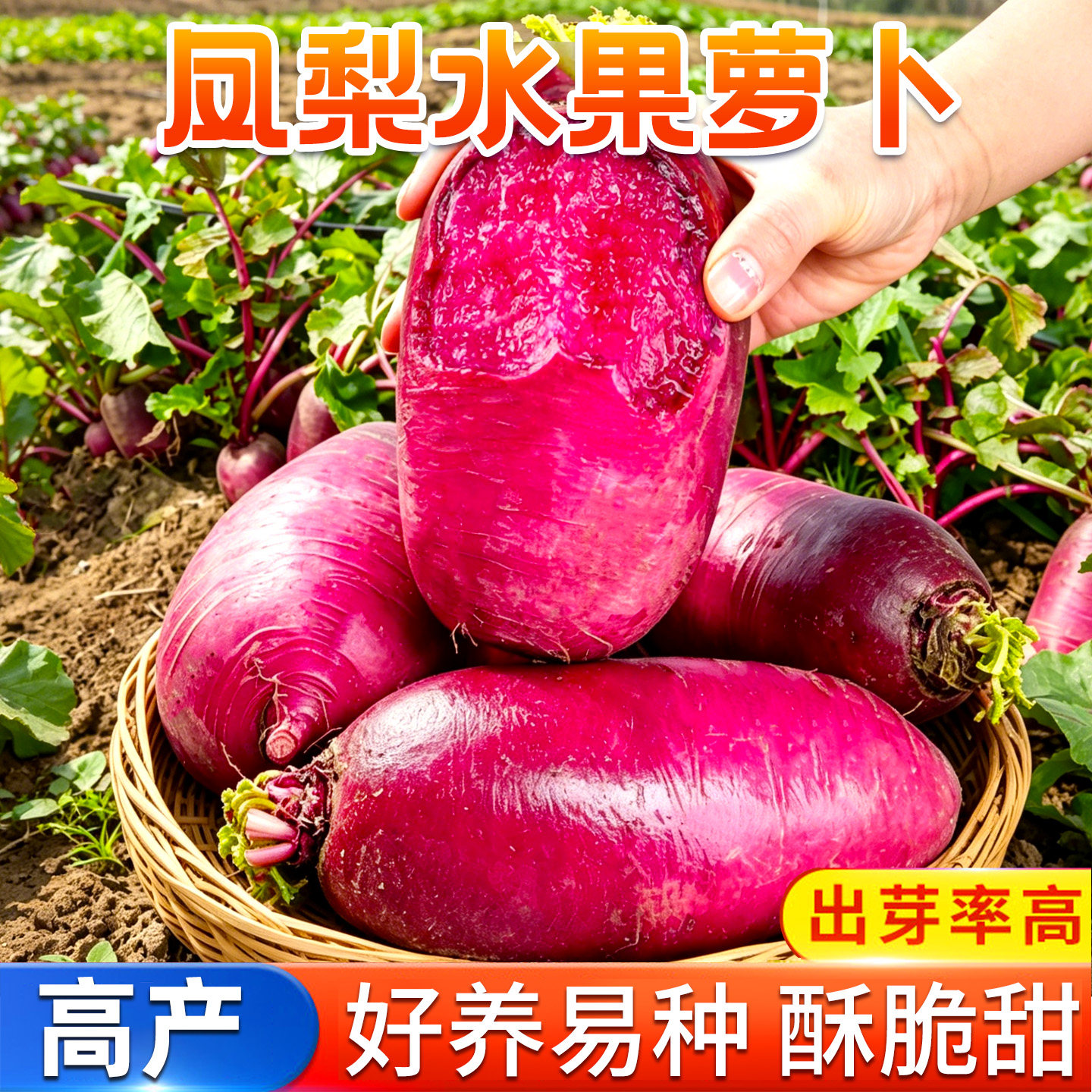 凤梨萝卜种子紫美人水果萝卜种籽红心秋季蔬菜孑水红罗卜种植籽种
