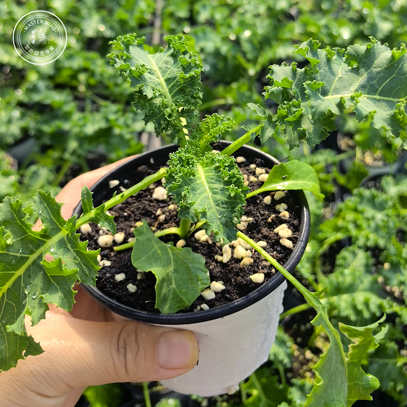 羽衣甘蓝种孑食用甘蓝种籽种子阳台四季盆栽耐寒蔬菜苗菜种大苗