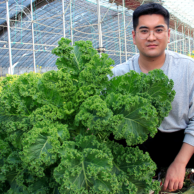 蔬菜食用粉色盆栽羽衣甘蓝种子