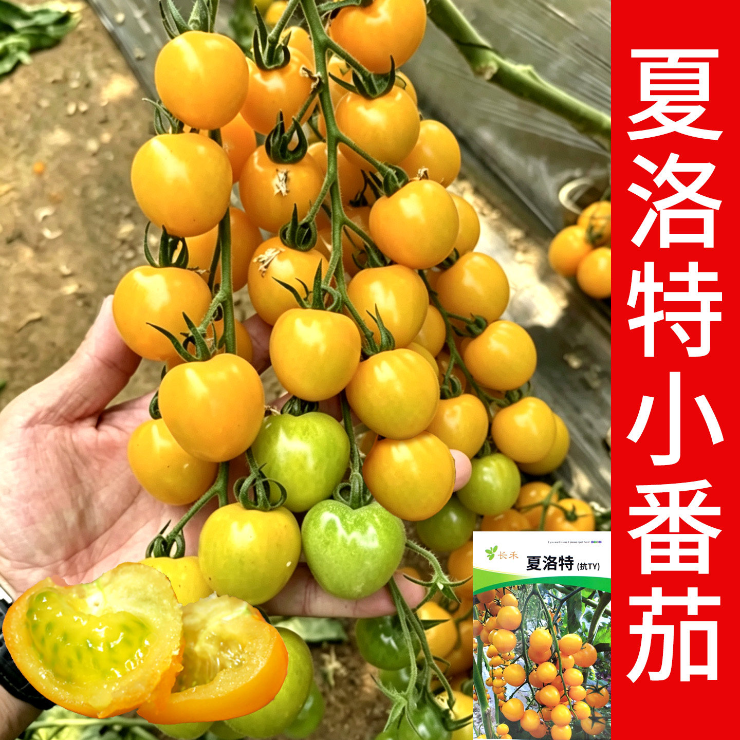 夏洛特番茄种子圣女果种籽黄色樱桃水果小西红柿盆栽蔬菜孑
