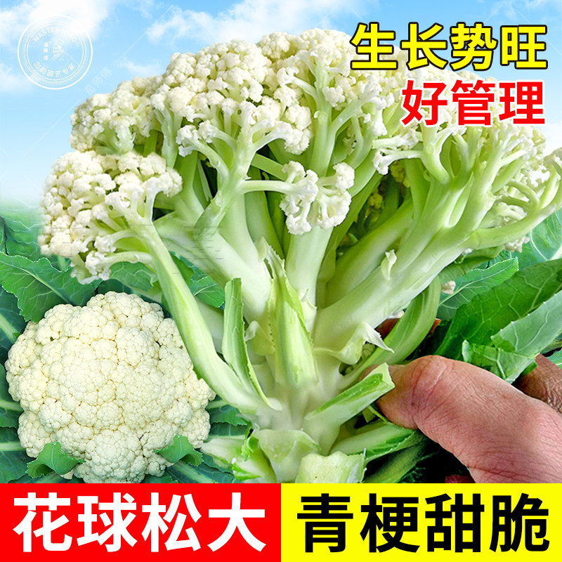 青梗松花菜种子种籽秋后花菜菜花花椰菜高产秋冬夏季四季蔬菜苗孑,鲜花速递/花卉仿真/绿植园艺,家庭园艺种子,淘宝优惠券,粉丝福利购,淘宝优惠卷
