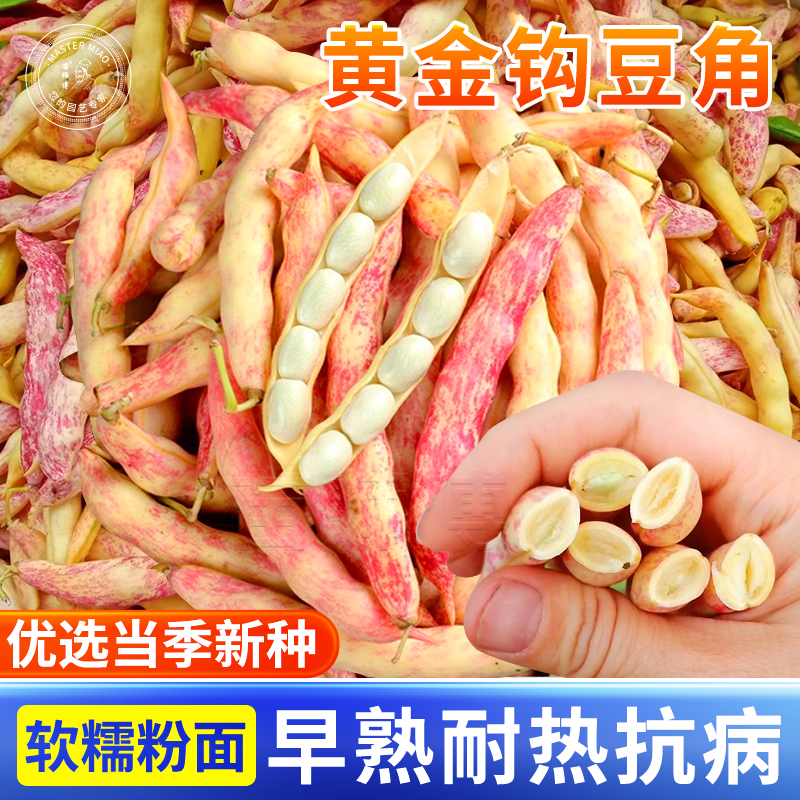 黄金钩夏季东北勾架蔬菜种孑油豆