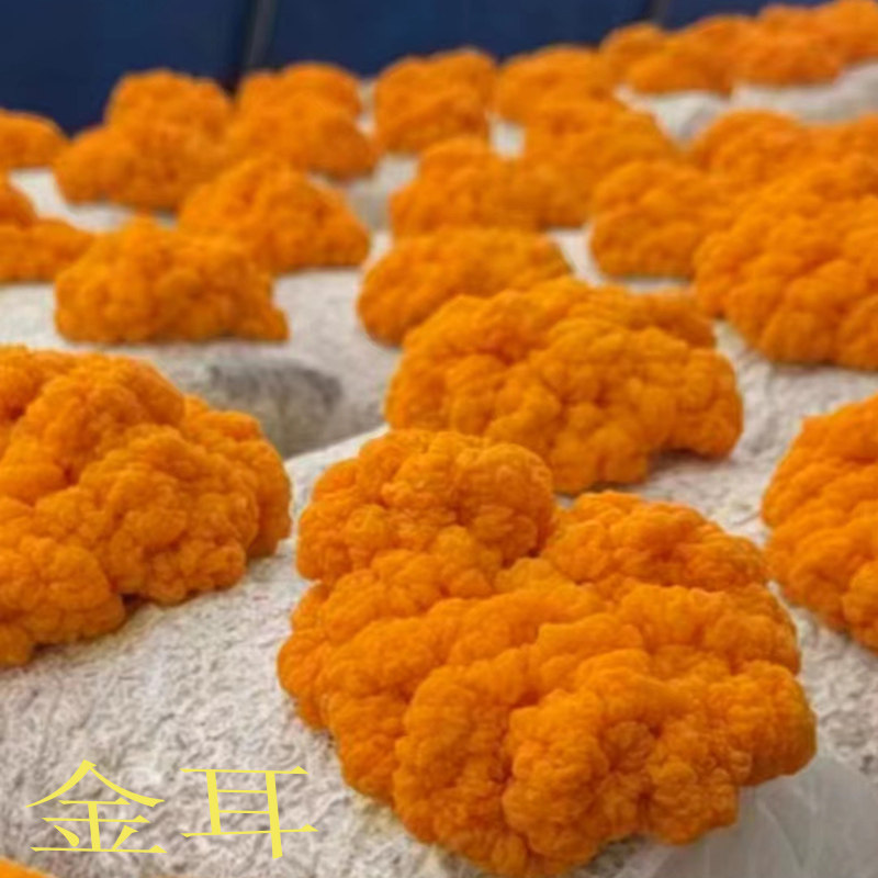 菌工厂鹿茸菇珍稀品种黄伞菌种