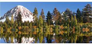 72个树木 松树 杉树 针叶树【模型】