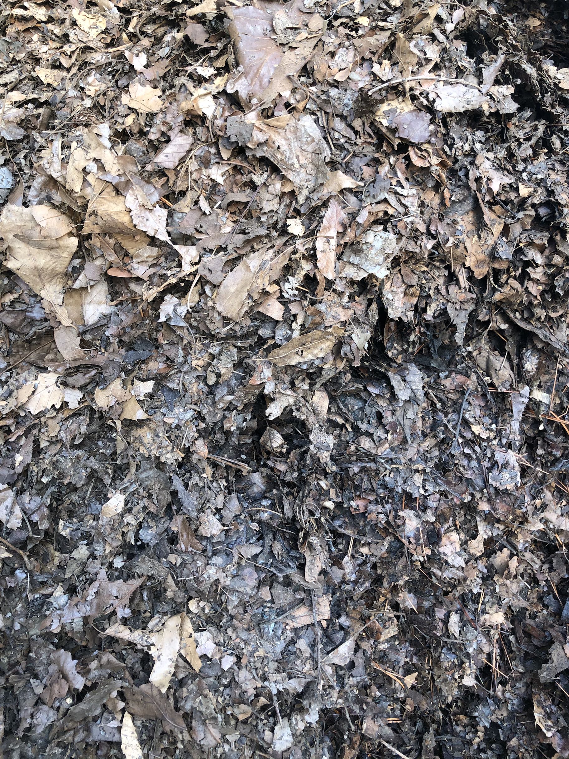 君子兰花土 专用花肥 专用花土 腐叶土含多种营养成份 包邮