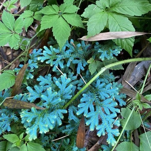 翠云草变色龙反蓝光植物雨林缸水陆蓝玉蕨造景材料迷你绿植爬藤类