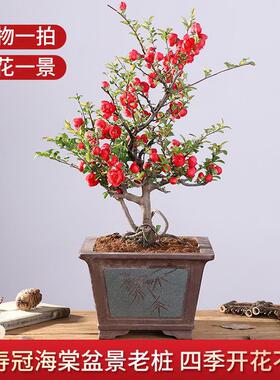 海棠花盆栽四季开花日本原生长寿冠树苗花卉植物室内盆景耐寒老桩